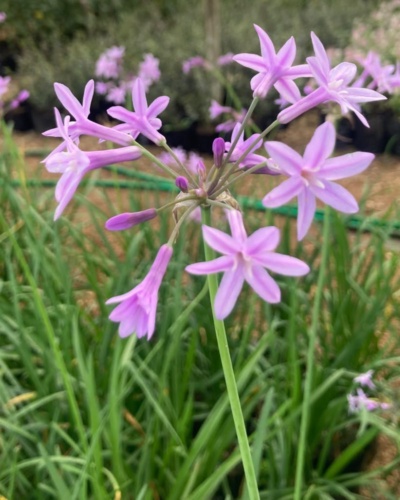 Tulbaghia violacea
